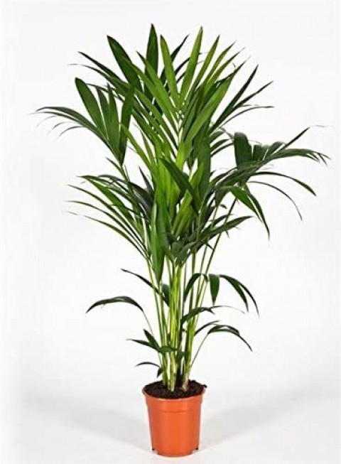 Kentya palmiyesi –  Kentia Palm 100-120 cm