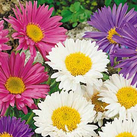 Kır Papatyası Aster alpinus – Karışık Renklerde 5 Adet