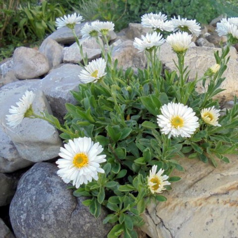 Kır Papatyası Aster alpinus – Karışık Renklerde 5 Adet