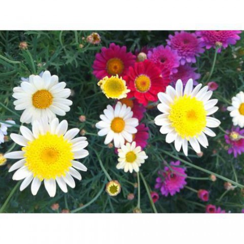 Kır Papatyası Aster alpinus – Karışık Renklerde 5 Adet