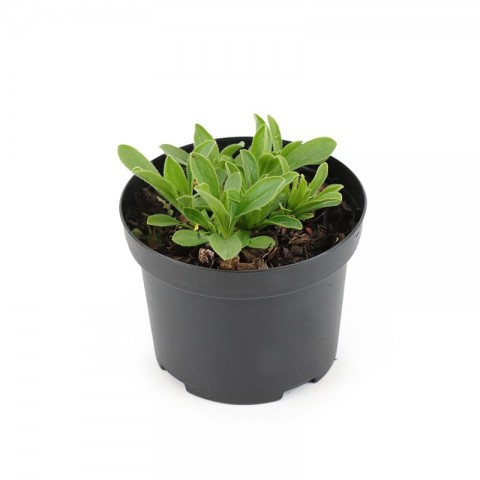 Kır Papatyası Aster alpinus – Karışık Renklerde 5 Adet