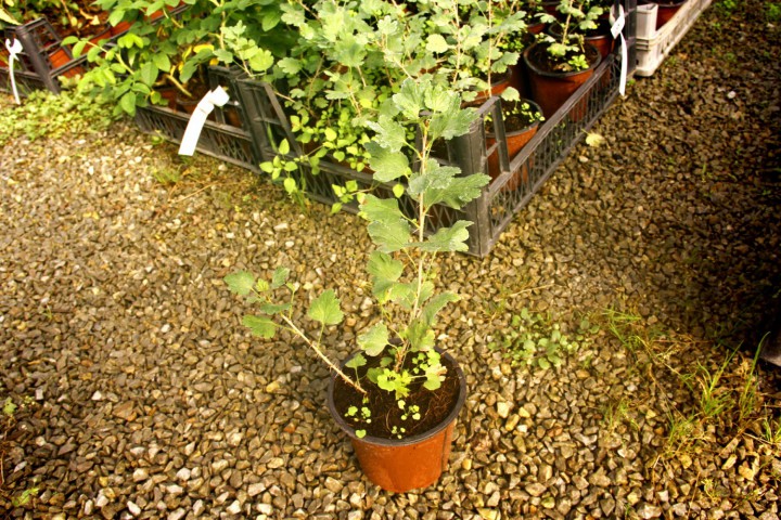 Kırmızı Bektaşi Üzümü Fidanı 5 Adet