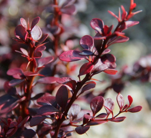 Kırmızı Berberis – Kadın Tuzluğu – Berberis Thunbergii