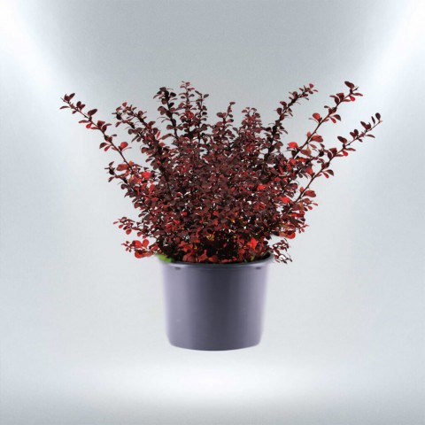 Kırmızı Berberis – Kadın Tuzluğu – Berberis Thunbergii