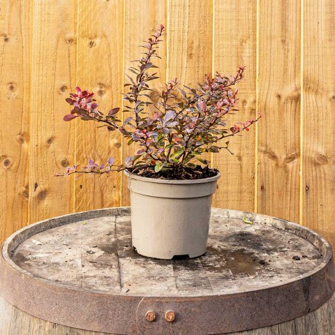 Kırmızı Berberis – Kadın Tuzluğu – Berberis Thunbergii