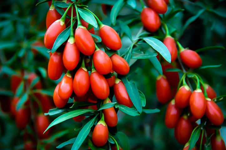 Kırmızı Goji Berry Fidanı 3 Adet