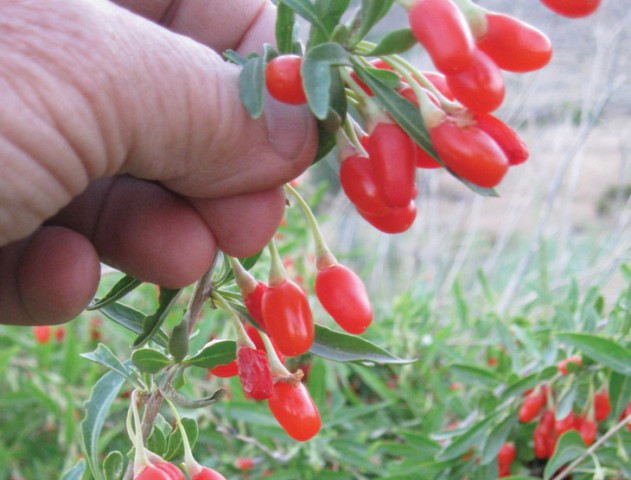 Kırmızı Goji Berry Fidanı 3 Adet