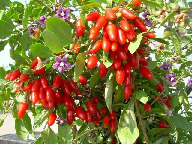 Kırmızı Goji Berry Fidanı 3 Adet