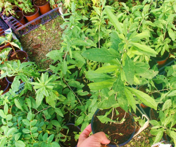Kırmızı Goji Berry Fidanı 3 Adet