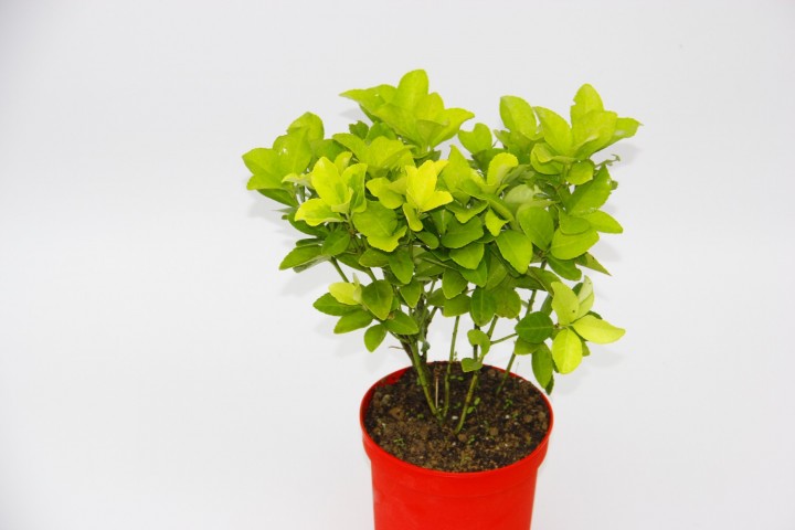 Kırmızı Saksıda Gold Taflan Euonymus
