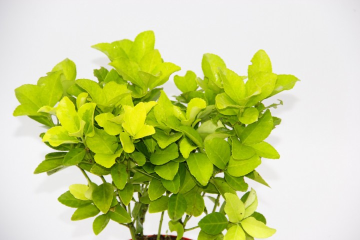 Kırmızı Saksıda Gold Taflan Euonymus