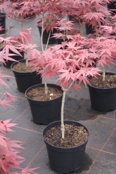 Kırmızı Yapraklı Japon Akçaağaç Acer Palmatum Atropurpureum 3 Adet
