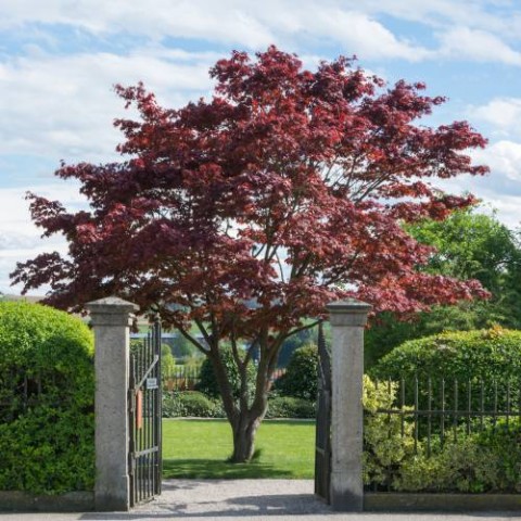 Kırmızı Yapraklı Japon Akçaağaç Acer Palmatum Atropurpureum