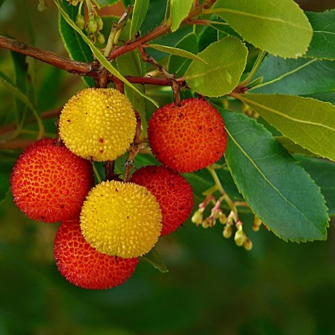 Kocayemiş (Arbutus Unedo) Fidanı 2 Adet