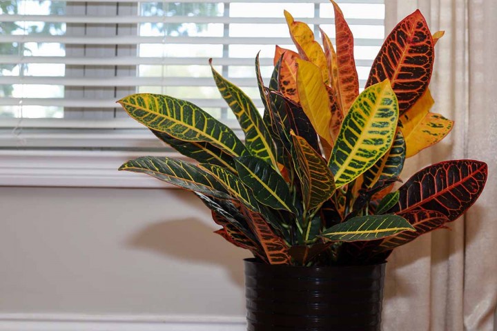 Kraton – Croton Petra 20-30 cm 2 Adet