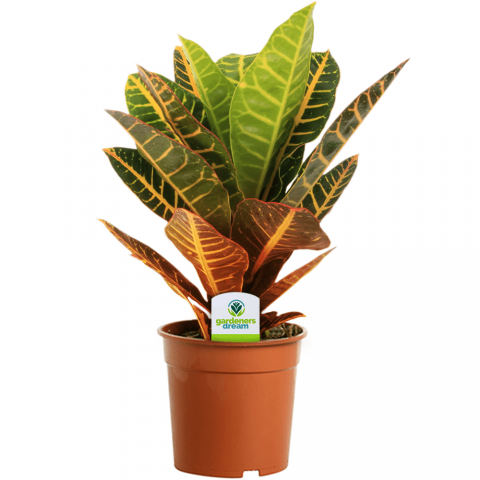 Kraton – Croton Petra 20-30 cm 2 Adet