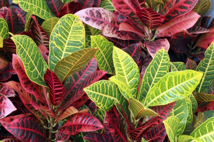 Kraton – Croton Petra 20-30 cm 2 Adet