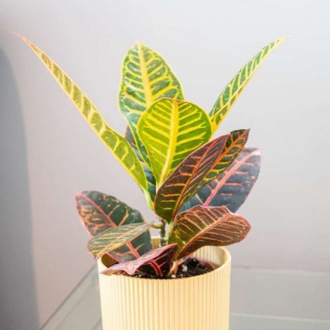 Kraton – Croton Petra 20-30 cm 2 Adet