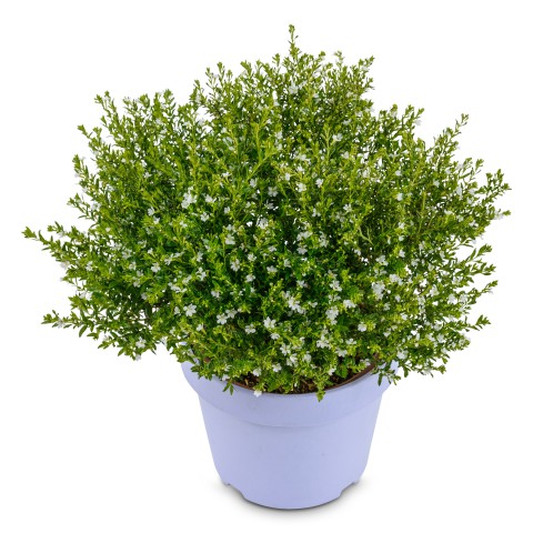 Kufeya (Cennet Çiçeği) Beyaz Kufeya (Cennet Çiçeği) Beyaz