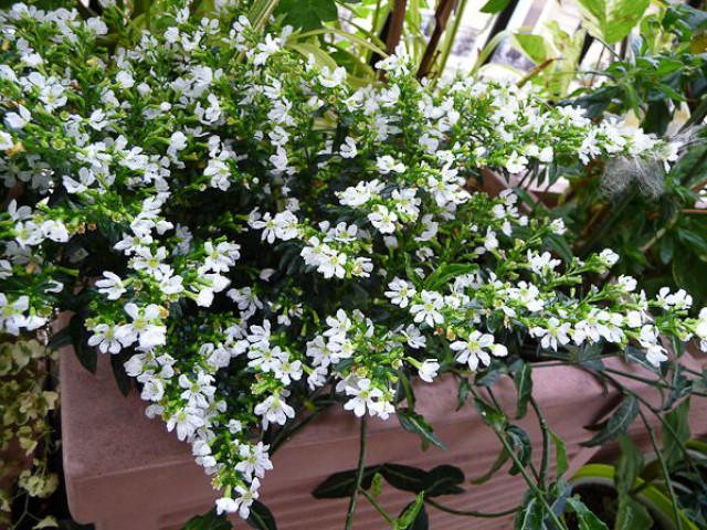 Kufeya (Cennet Çiçeği) Beyaz