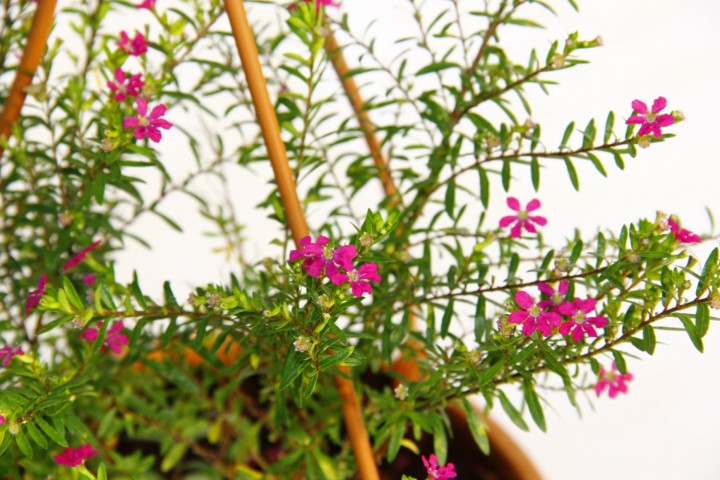 Kufeya Cennet Çiçeği Pembe Askılı Saksıda 3 Adet