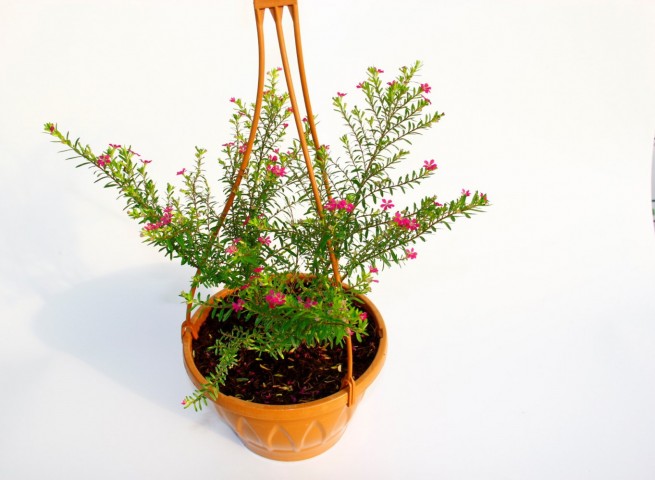 Kufeya Cennet Çiçeği Pembe Askılı Saksıda 3 Adet