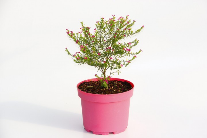 Kufeya Cennet Çiçeği Pembe Saksıda  2 Adet