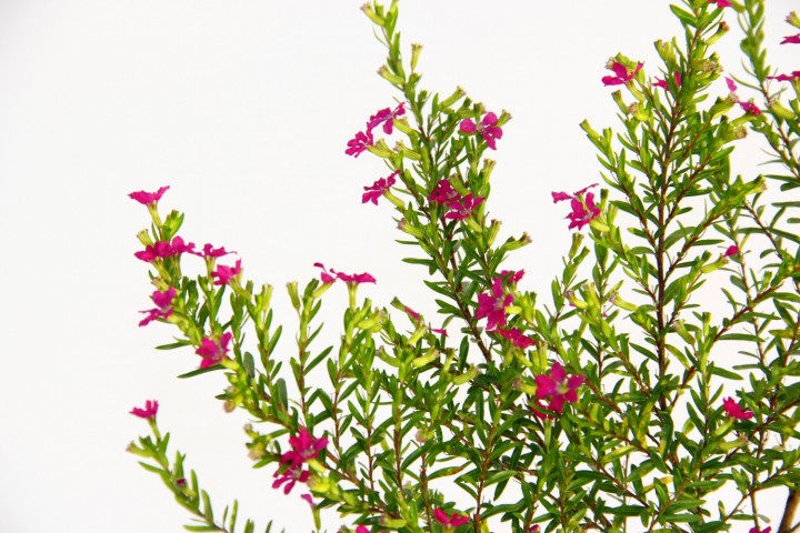 Kufeya Cennet Çiçeği Pembe Saksıda