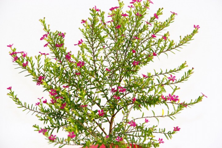 Kufeya Cennet Çiçeği Pembe Saksıda