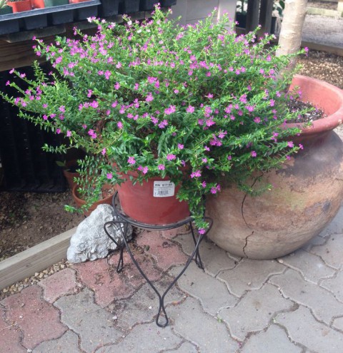 Kufeya (Cennet Çiçeği) Pembe