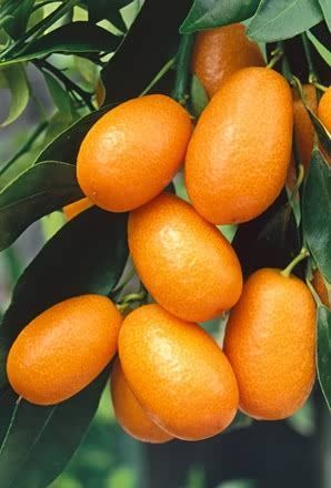 Kumkuat (Kamkat) Citrus Fortunella 3 Yaş Tüplü ve Aşılı