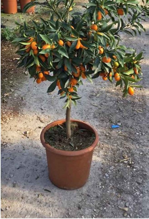 Kumkuat (Kamkat) Citrus Fortunella 3 Yaş Tüplü ve Aşılı