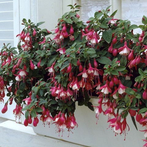 Küpeli çiçeği - Fuschsia