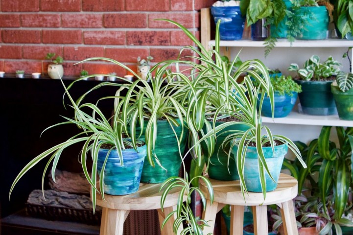 Kurdele Çiçeği (Chlorophytum comosum) - Askılı Saksıda 5 Adet