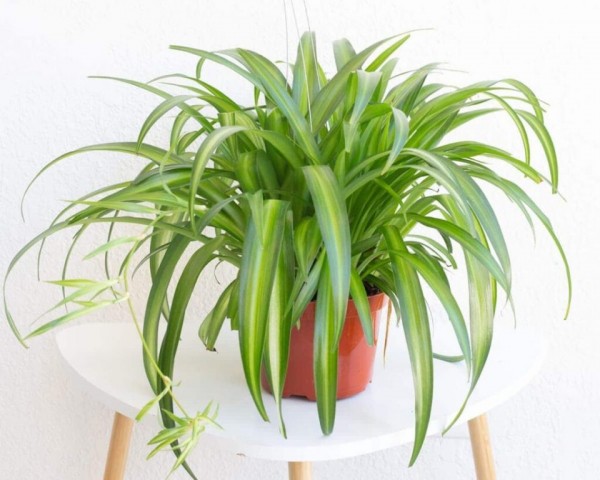 Kurdele Çiçeği (Chlorophytum comosum) - Askılı Saksıda 5 Adet