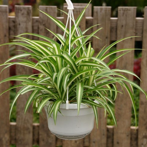 Kurdele Çiçeği (Chlorophytum comosum) - Askılı Saksıda