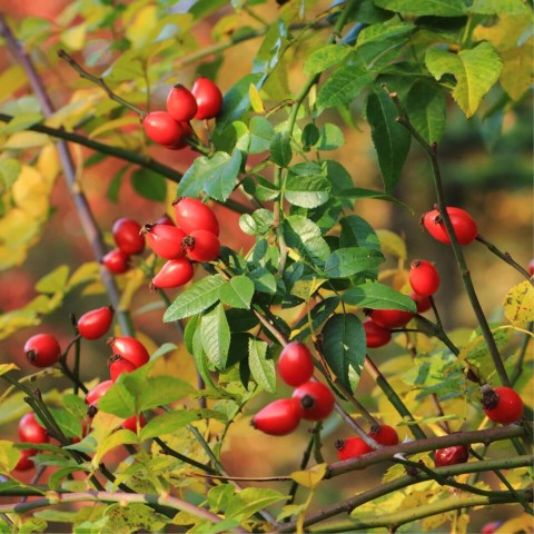Kuşburnu Fidanı Rosa Canina 2 Adet