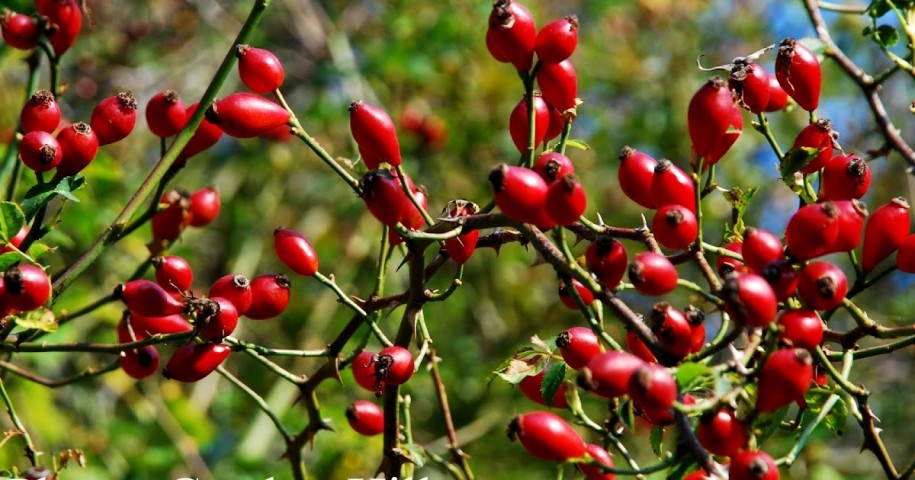 Kuşburnu Fidanı Rosa Canina 5 Adet