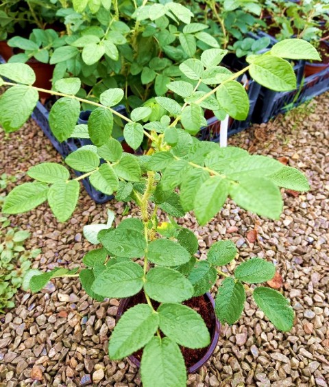 Kuşburnu Fidanı Rosa Canina 5 Adet