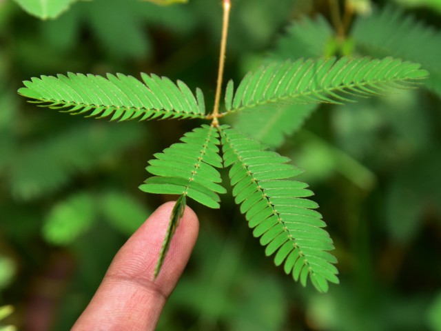 Küstüm Çiçeği(Mimosa Pudica)