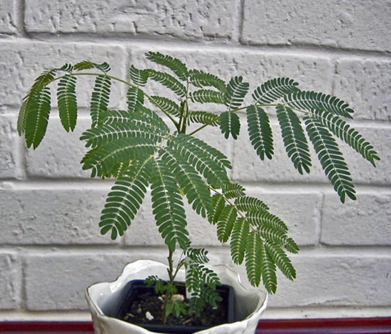 Küstüm Çiçeği(Mimosa Pudica)