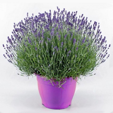 Lavanta – Lavandula Angustifolia 15 cm 10 Adet