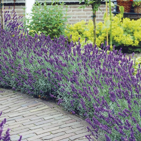 Lavanta – Lavandula Angustifolia  30 Adet