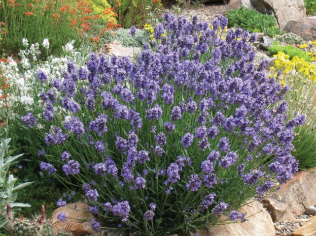 Lavanta – Lavandula Angustifolia  30 Adet