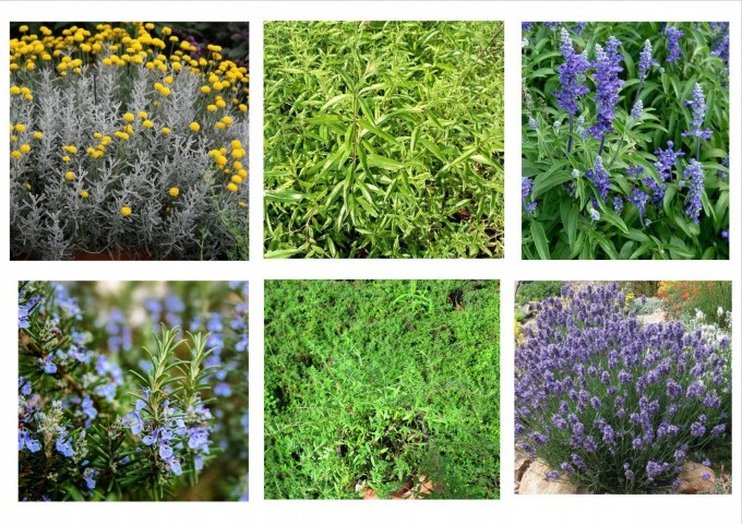 Lavanta,Kekik,Biberiye,Melisa,Adaçayı,Lavantin 6 Çeşit Lavanta,Kekik,Biberiye,Melisa,Adaçayı,Lavantin 6 Çeşit