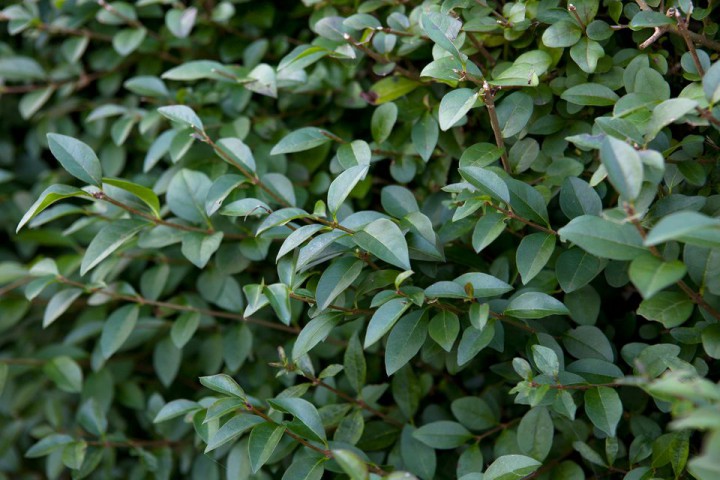 Ligustrum - Kurt Bağrı Çit Bitkisi 10 Adet