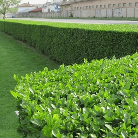 Ligustrum - Kurt Bağrı Çit Bitkisi 20 Adet