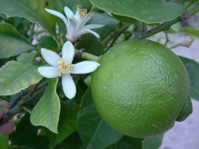 Limequat Lime Misket Limon Fidanı 5 Adet