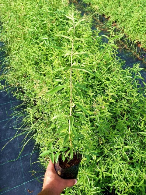 Limon Melisa - Melissa Officinalis 10 Adet