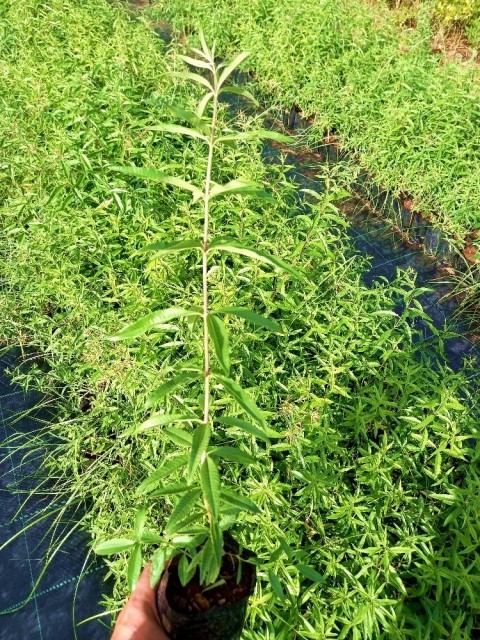 Limon Melisa - Melissa Officinalis 3 Adet